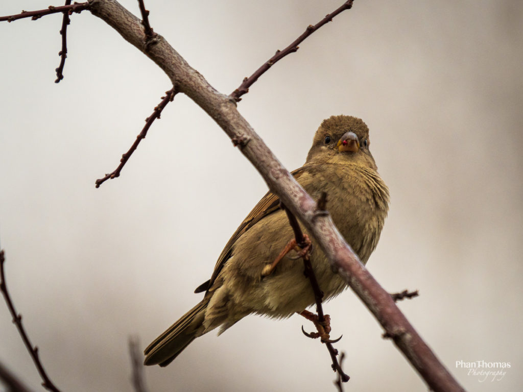 Spatz nach dem Fressen