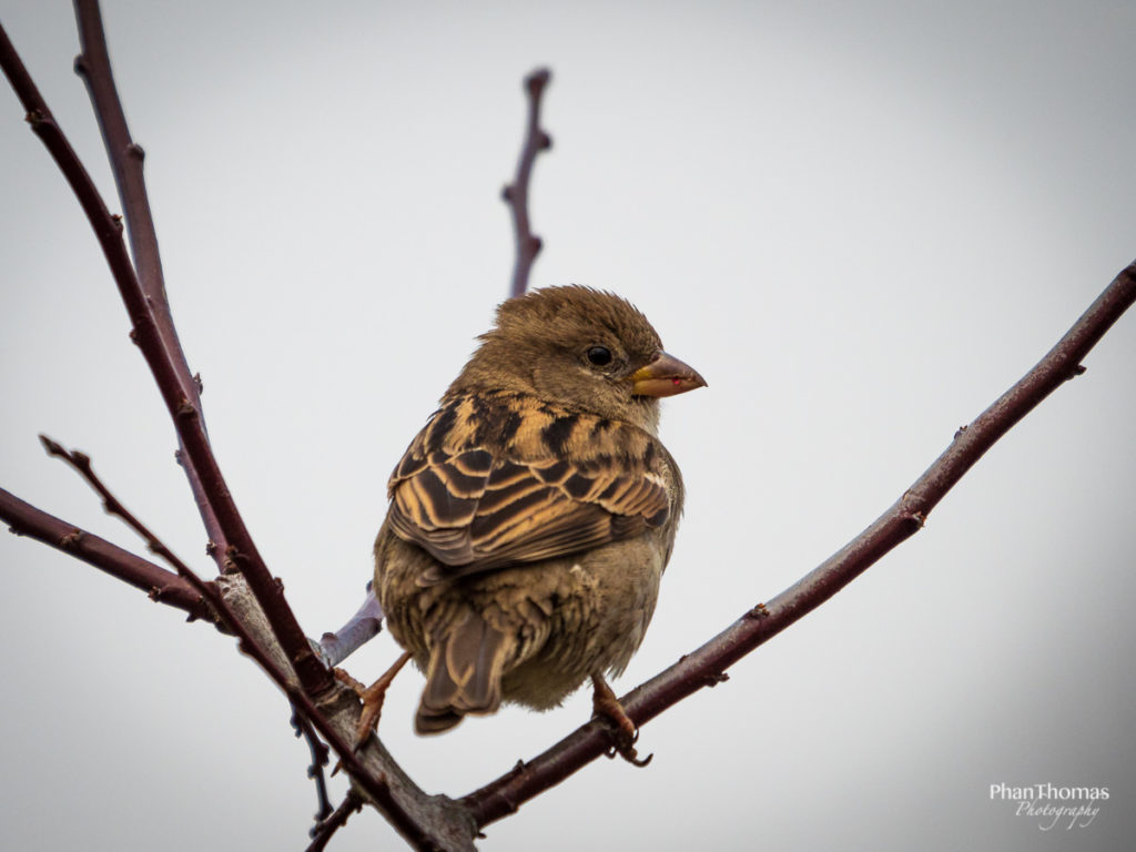 Panasonic Leica 100-400mm: Paradedisziplin Vogelfotografie