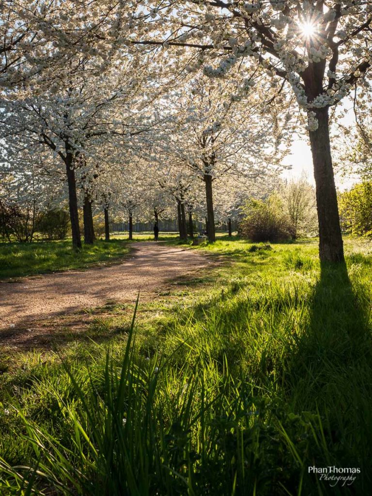 Apfelblüte im Abendlicht