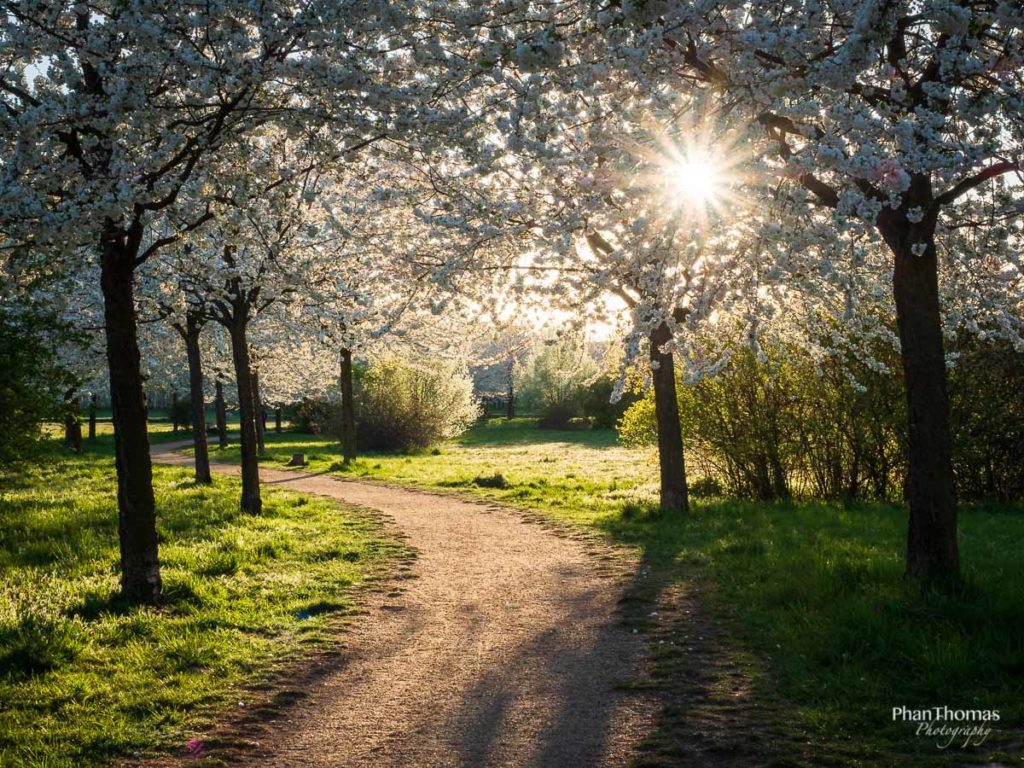 Blütenpfad im Sonnenuntergang