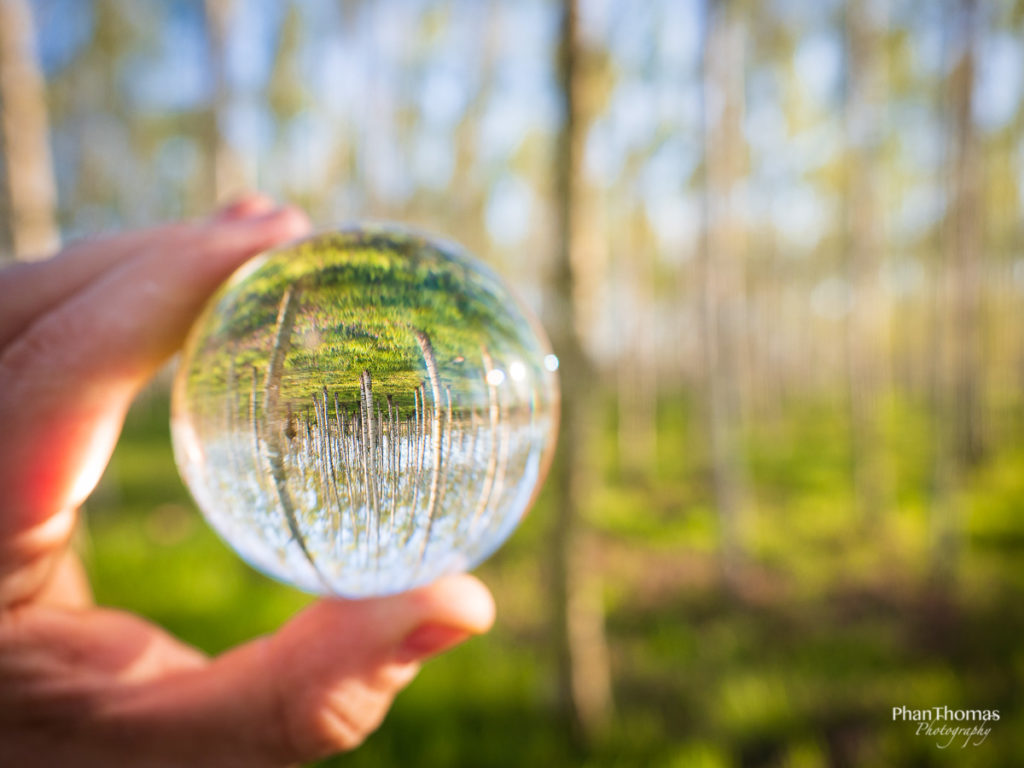 Life through a lens ball?