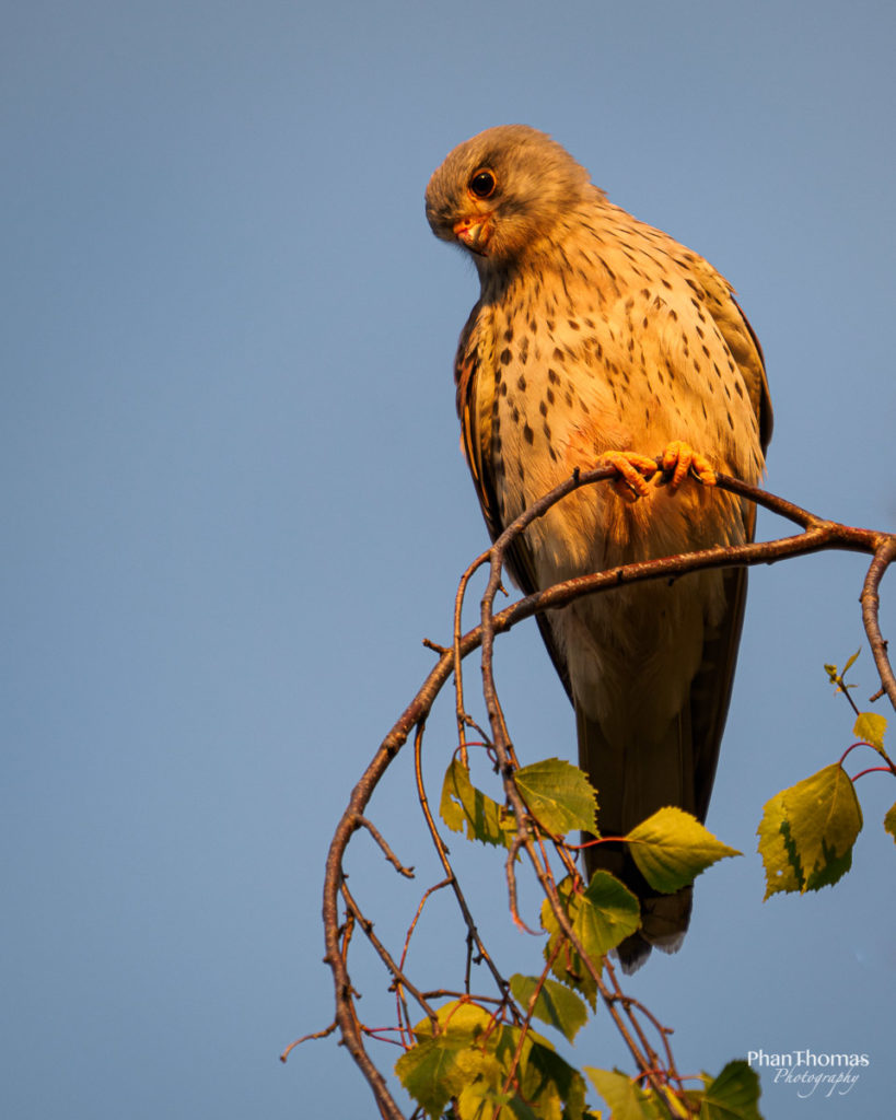 Turmfalke mit blutigem Schnabel