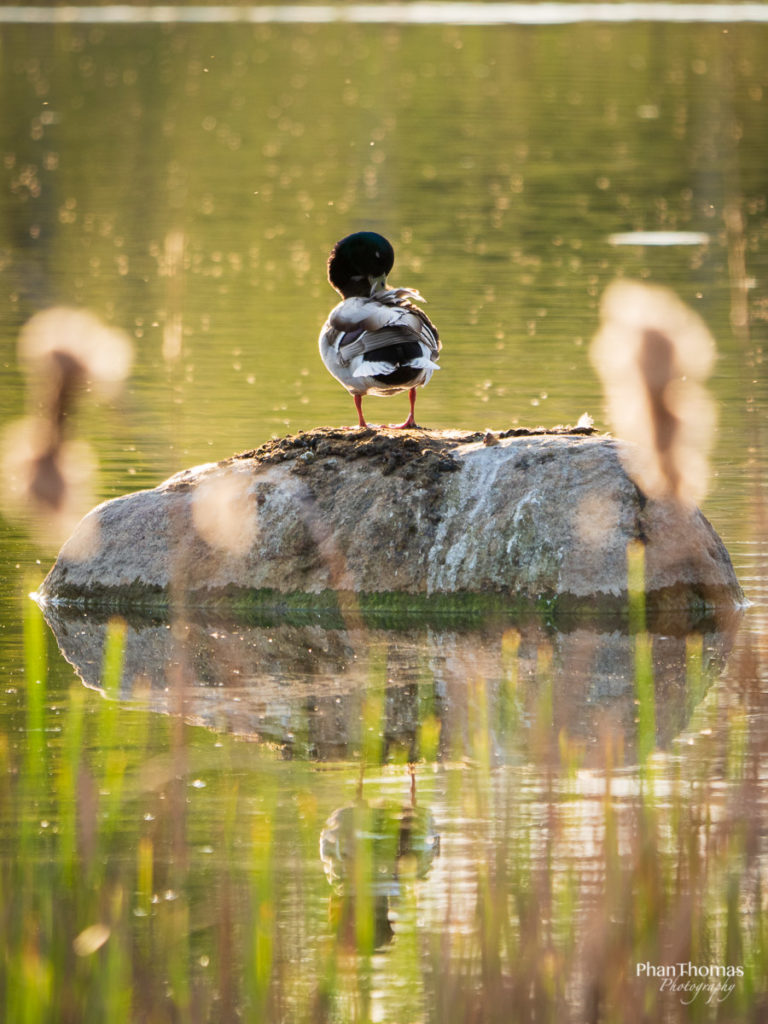 Ente auf dem Stein