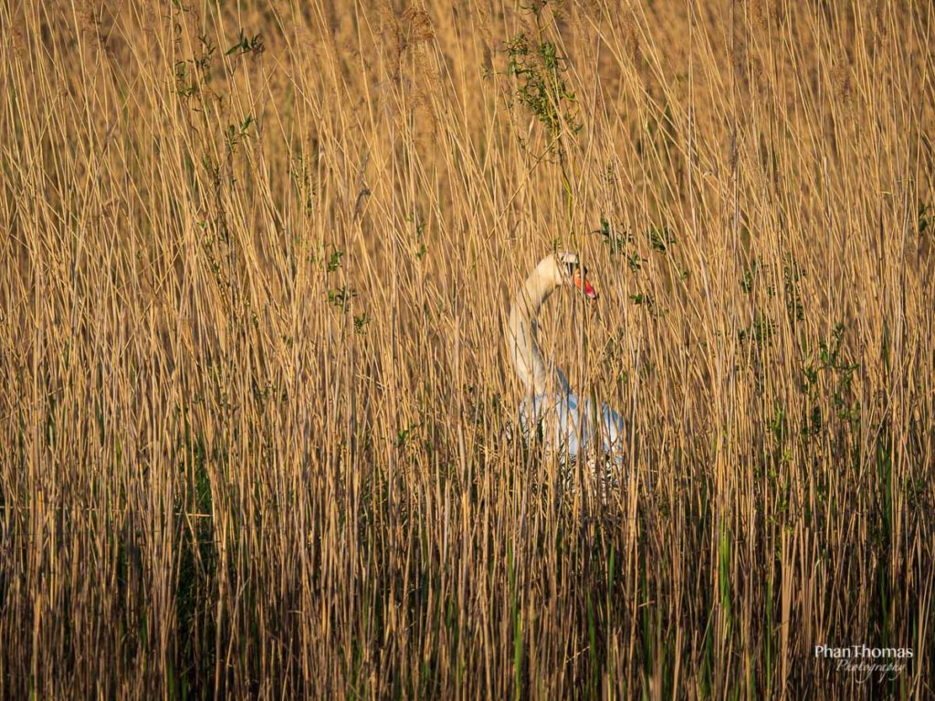 Schwan im Schilf