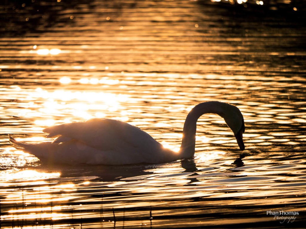 Schwan im Sonnenuntergang