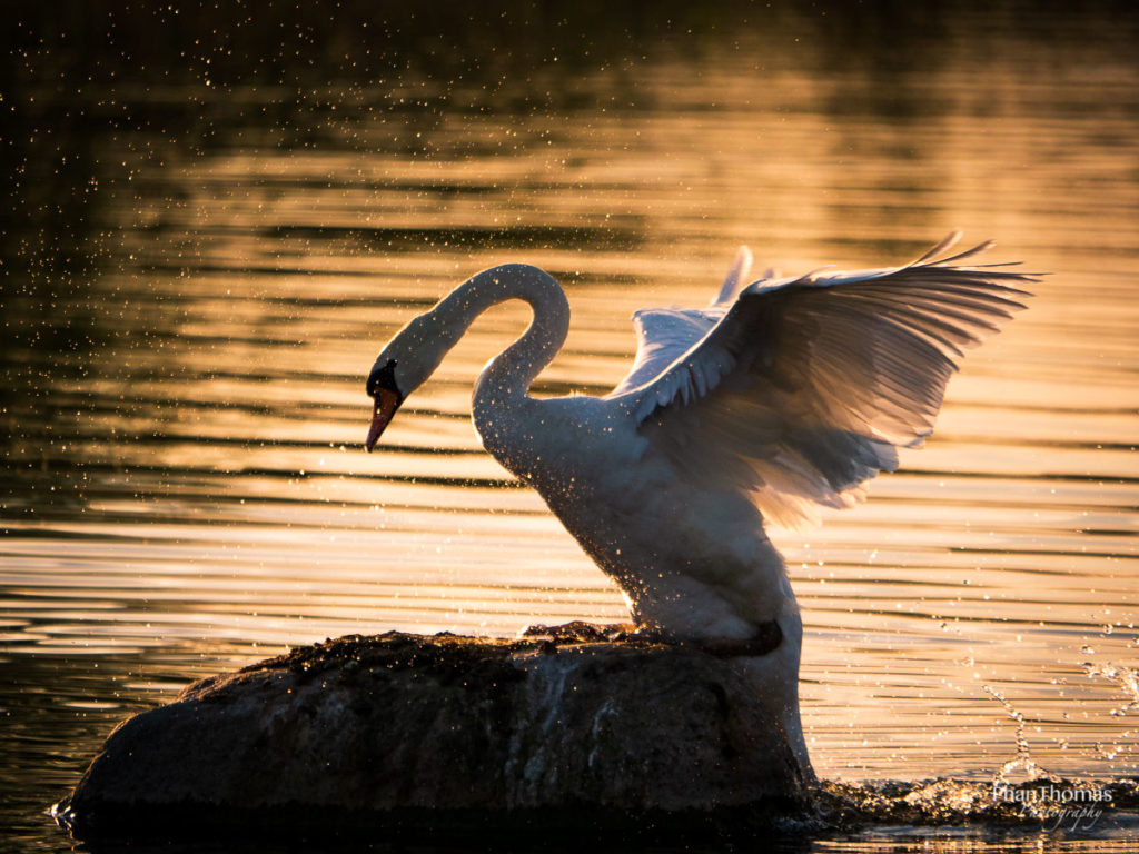 Schwan auf dem Stein