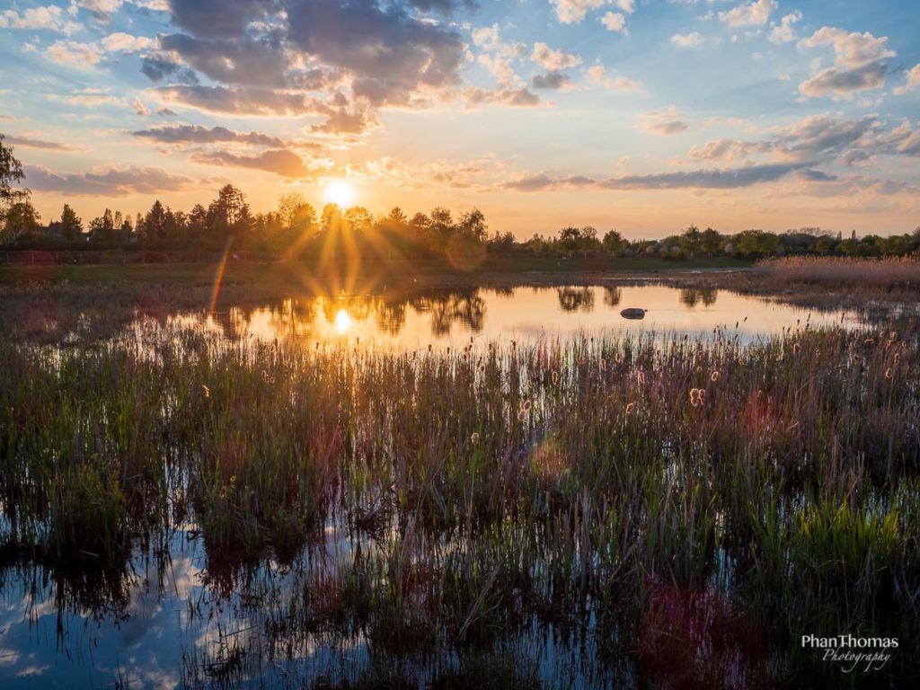 Teich im Landschaftspark