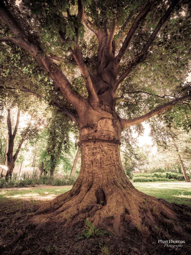 Alt wie ein Baum ...