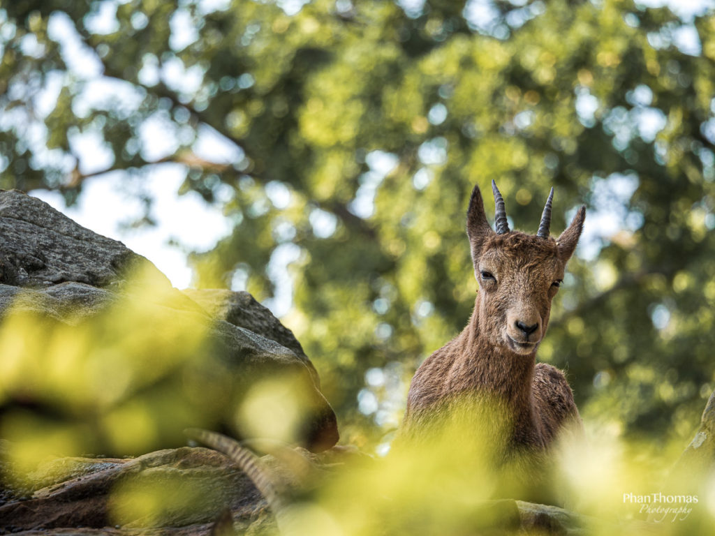 Steinbock