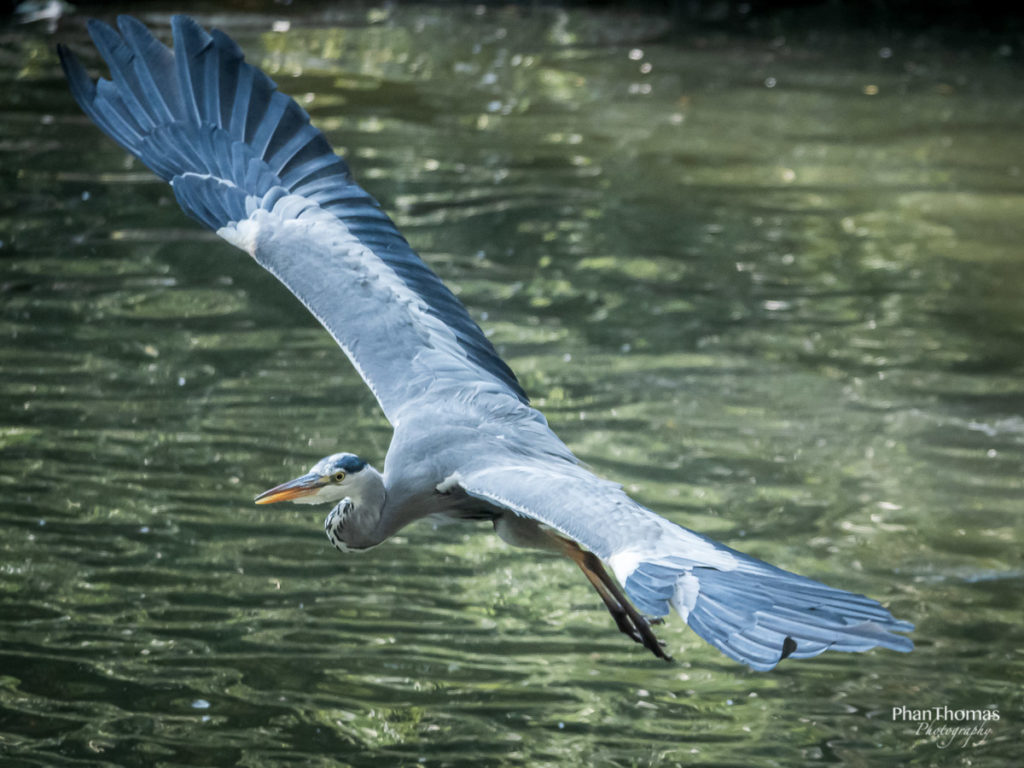 Reiher im Anflug 2