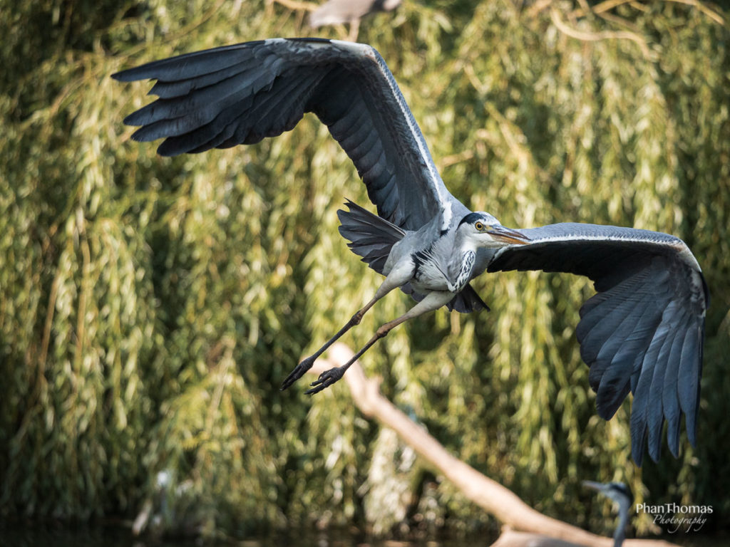 Reiher im Anflug