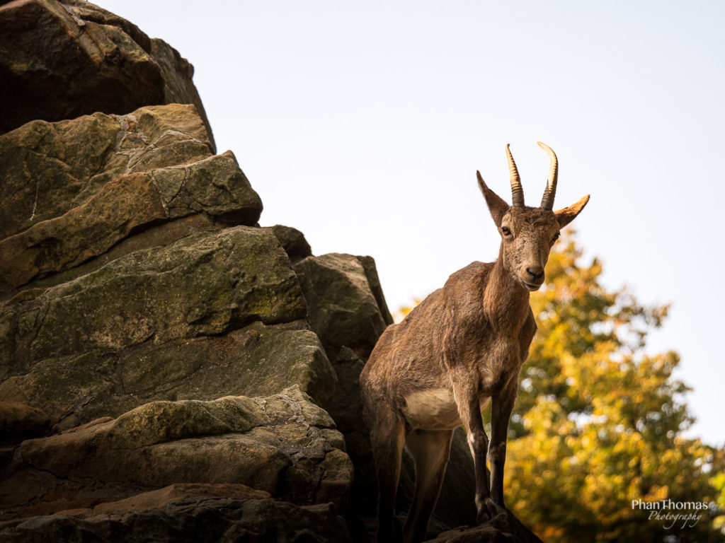 Steinbock - braun in braun