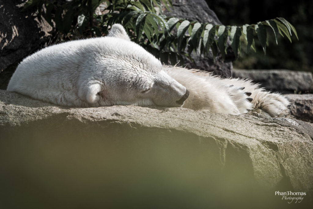 Eisbär mit Langeweile