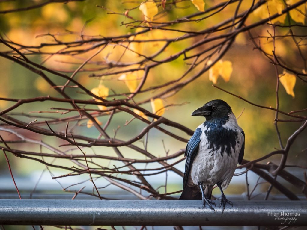 Krähe vor herbstlicher Kulisse