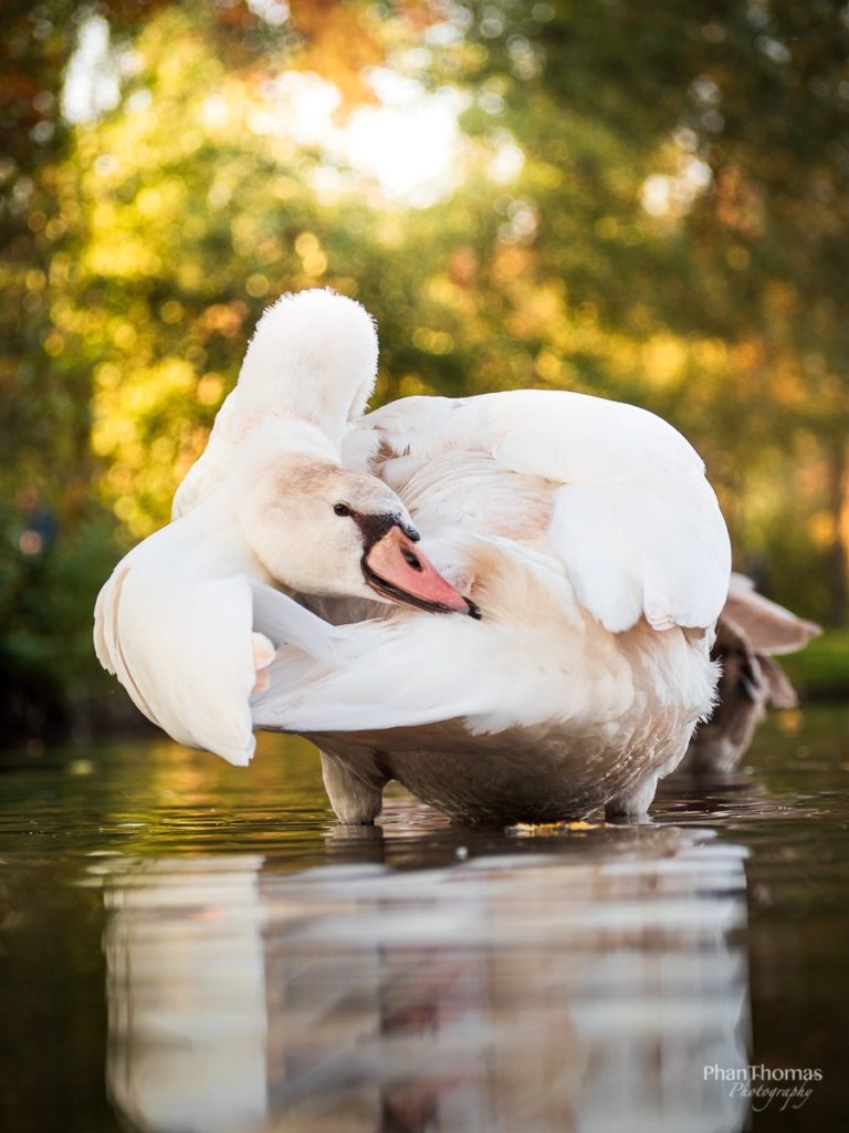 Jungschwan in der Abendsonne