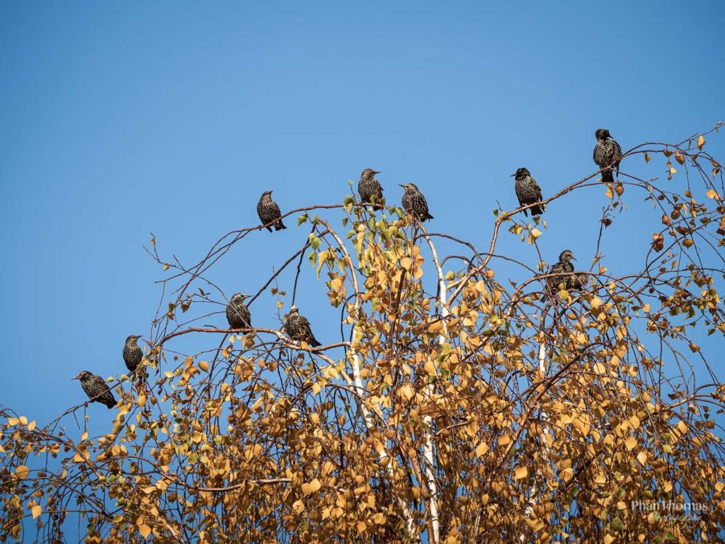 Stare im Baum