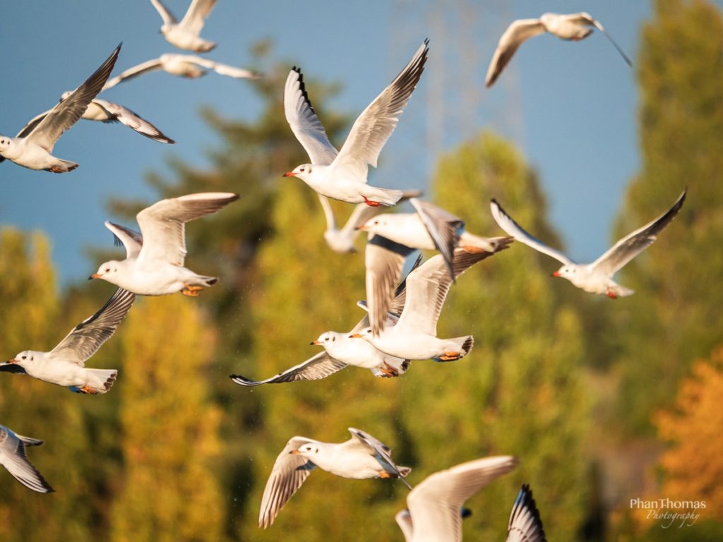 Möwen im Vorbeiflug