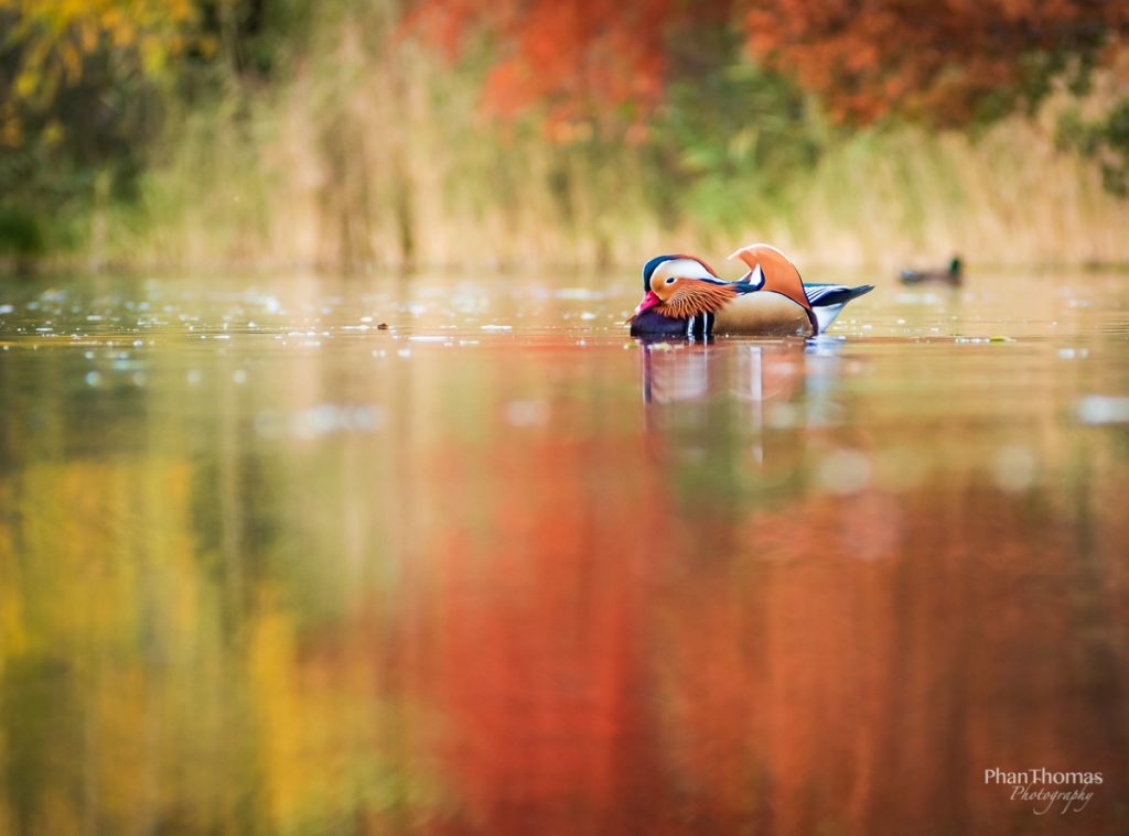 Mandarinente im Herbst 2