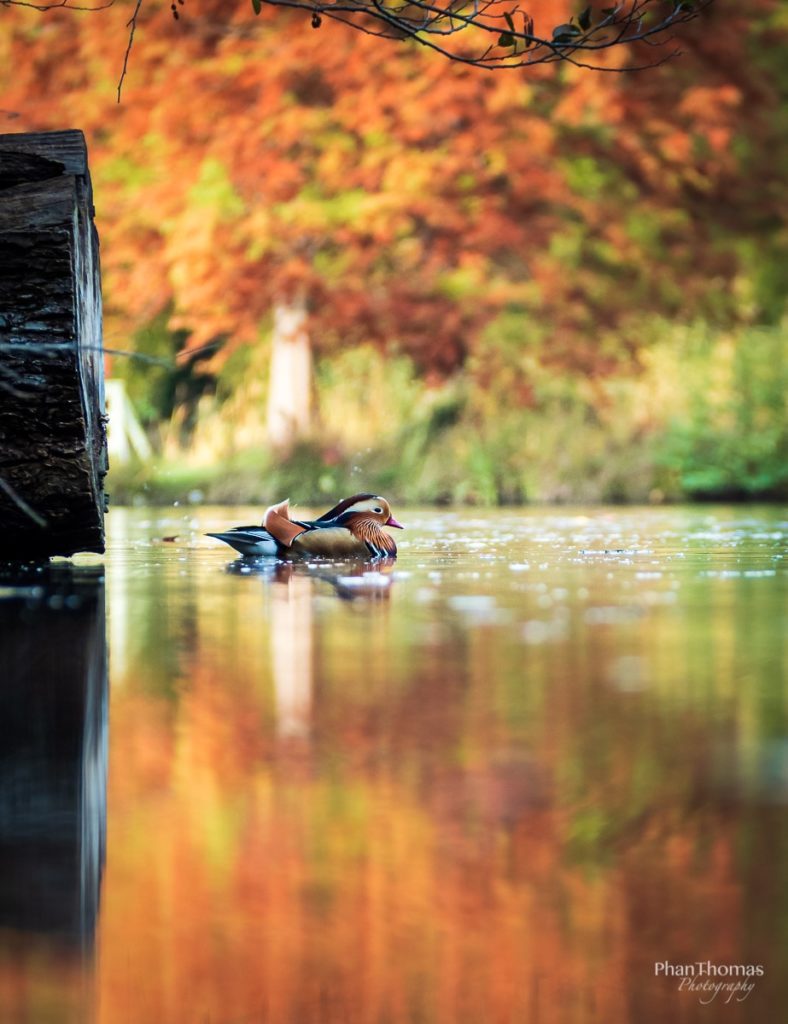 Mandarinente im Herbst