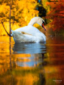 Schwan im Herbstlicht