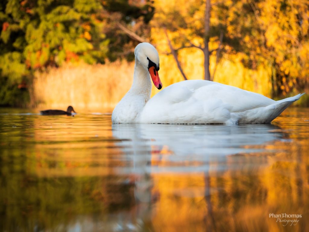 Schwan im Herbstlicht