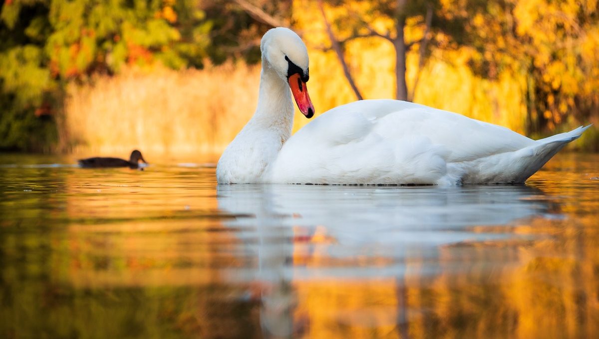 Schwan im Herbstlicht