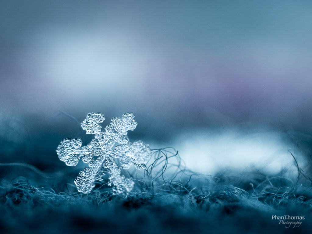 Schneeflocke auf Wolle 3