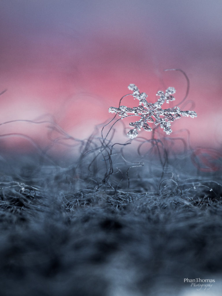 Schneeflocke auf Wolle