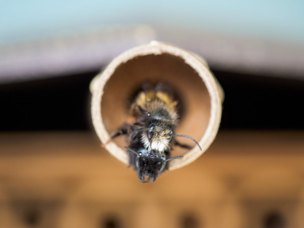 Ein Blick ins Bienenhaus