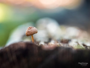 Pilz mit buntem Hintergrund