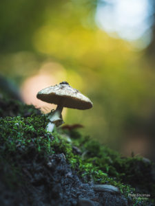 Pilz auf Moos