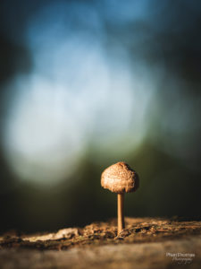 Pilz in Abendsonne