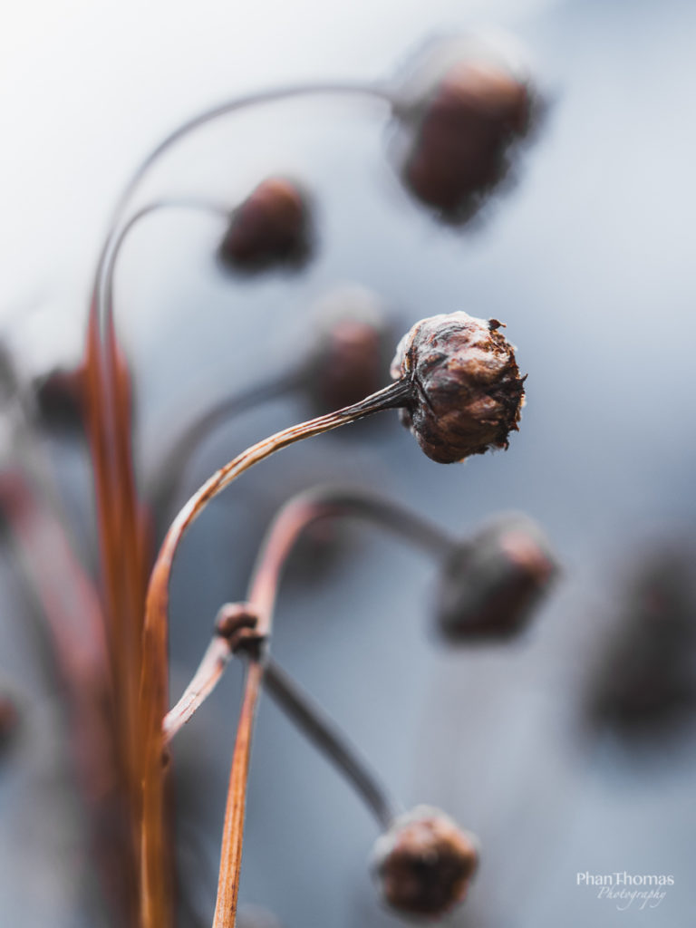 Welke Gartenblumen