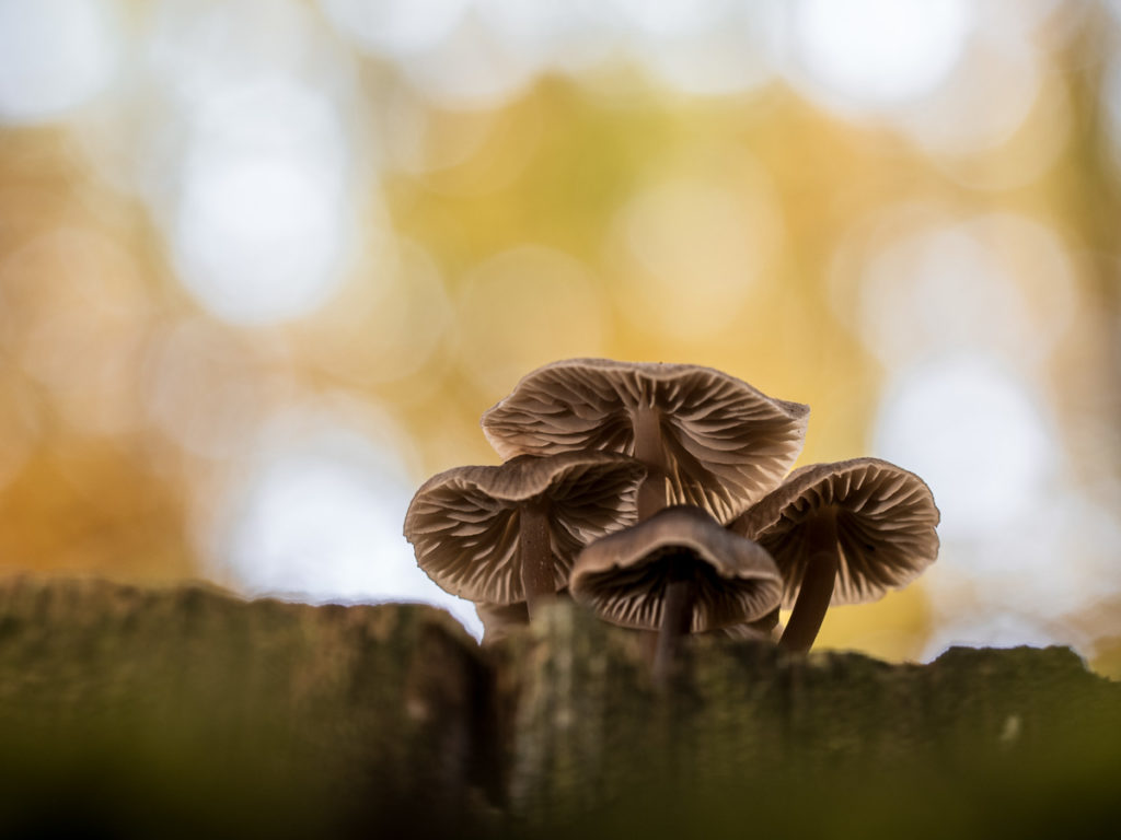 Pilze mit Bokeh