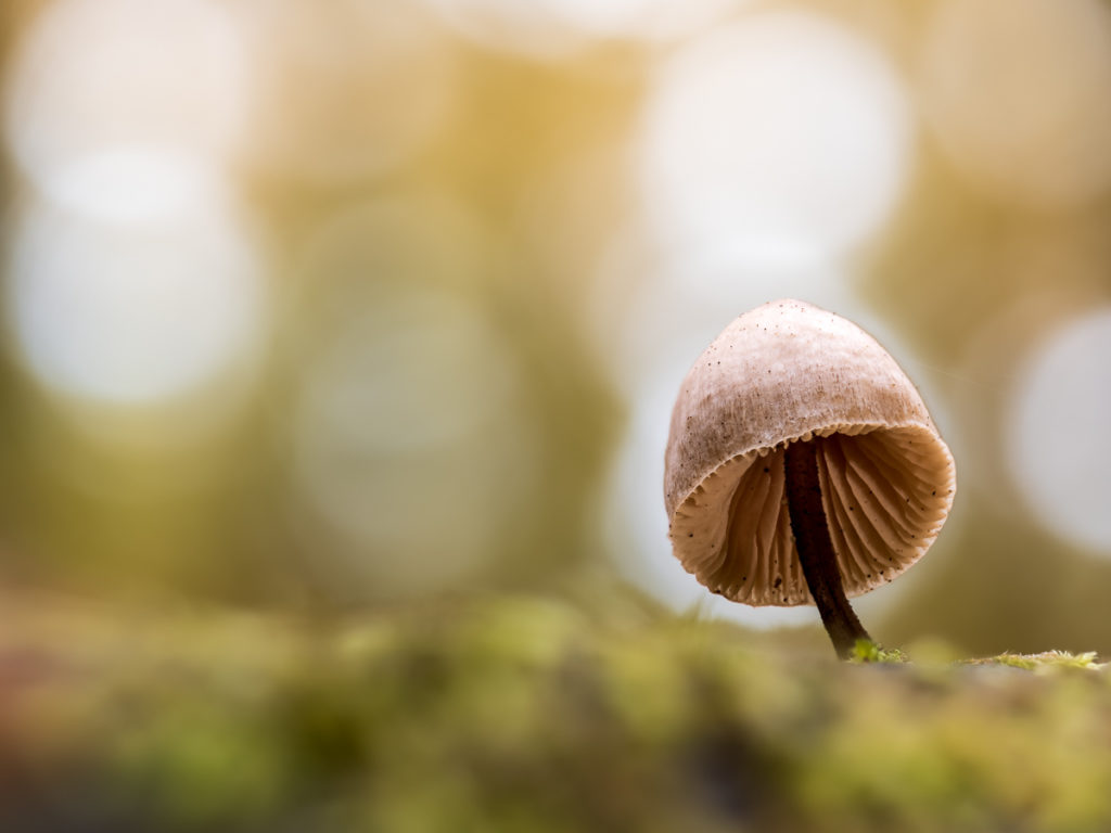 Pilz mit Bokeh 2