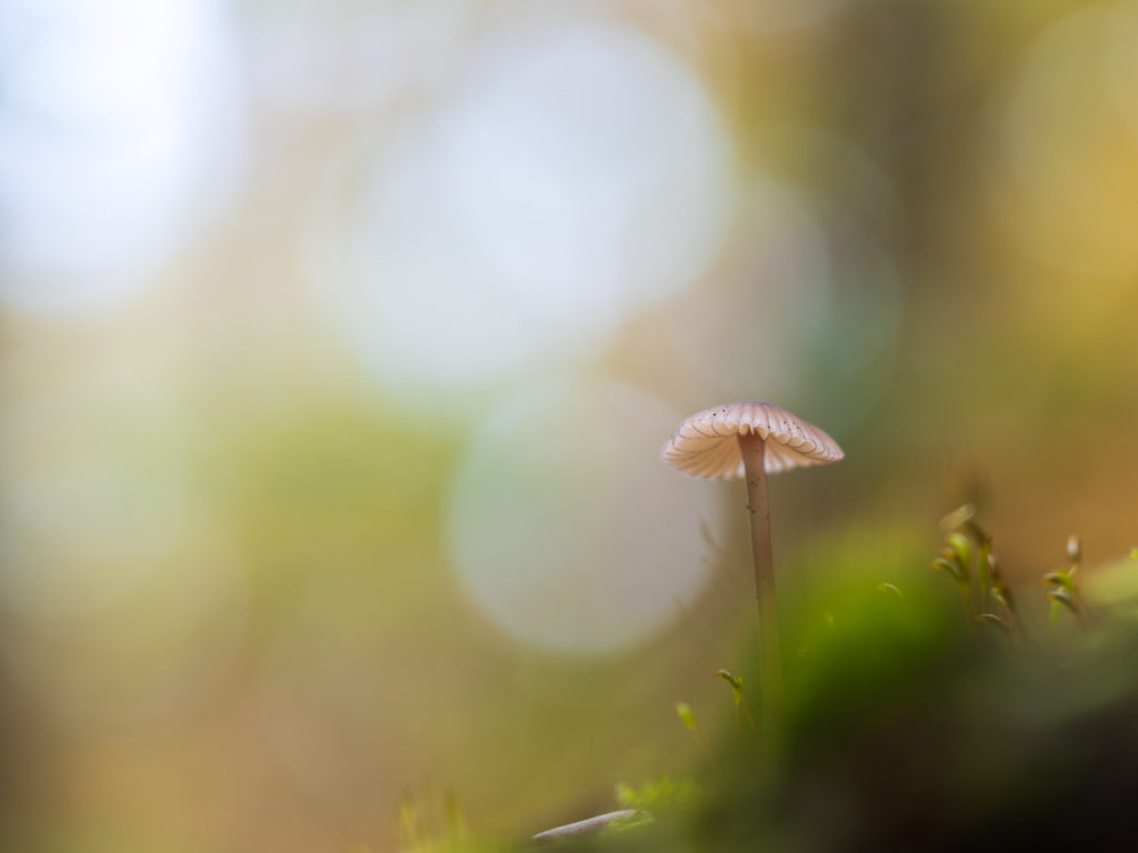 Pilz mit Vordergrund