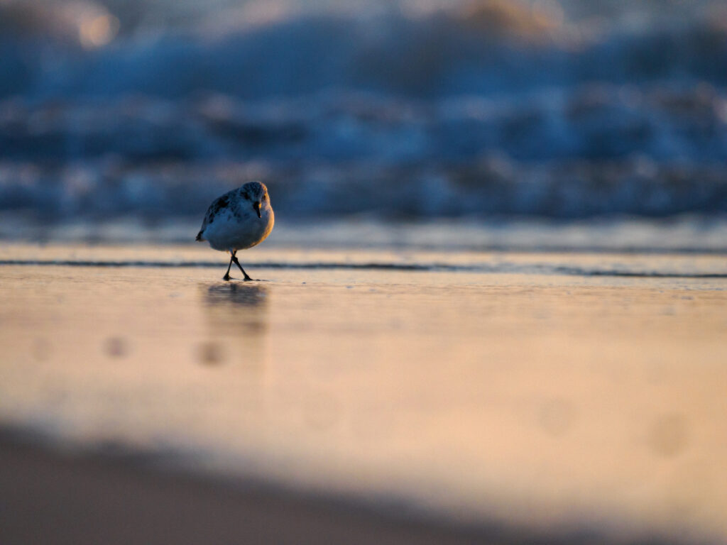 Sanderling