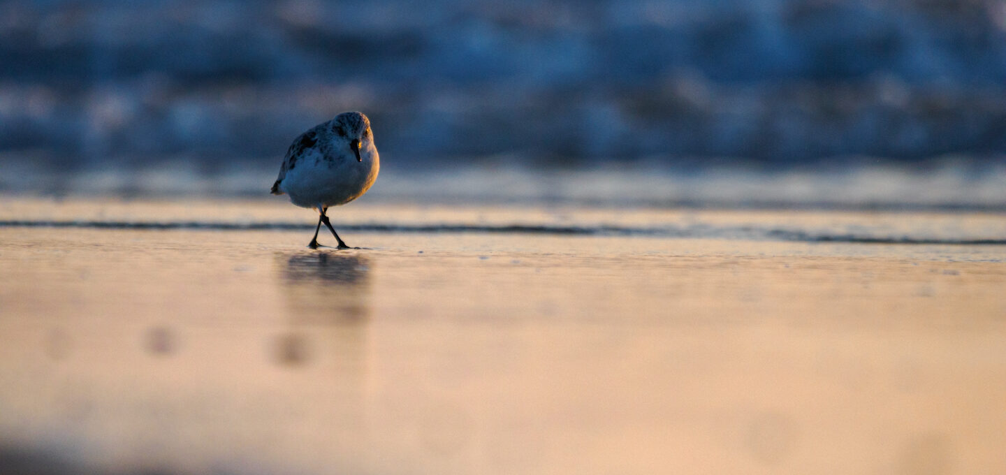 Sanderling