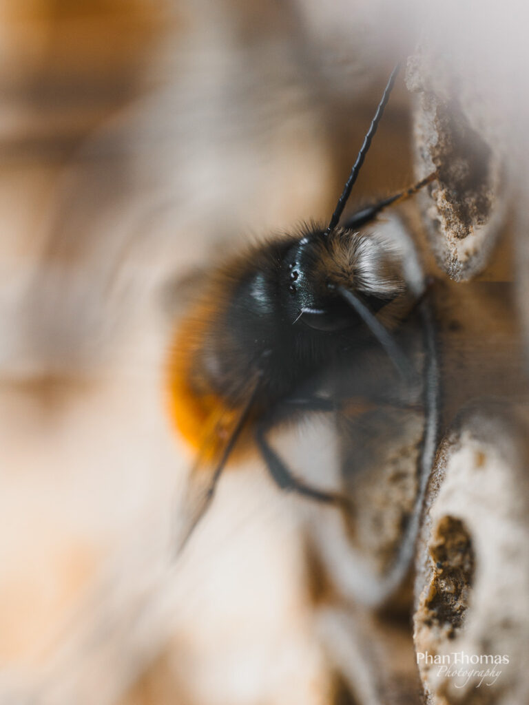 Biene Bei der Arbeit