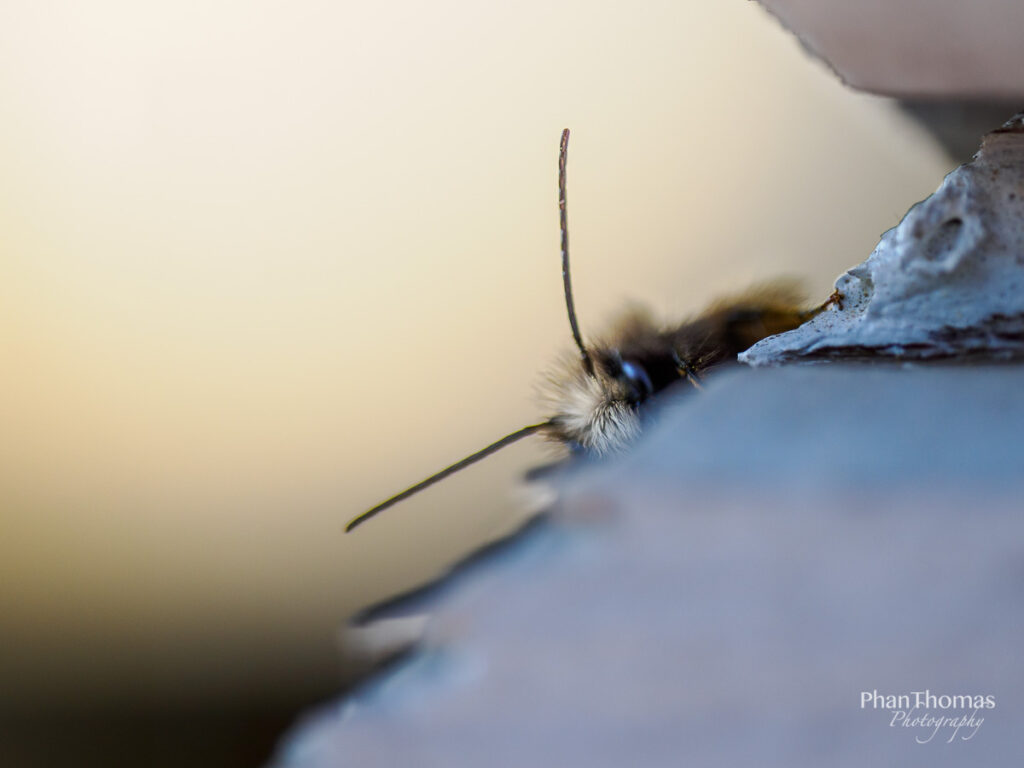 Schüchterne Wildbiene