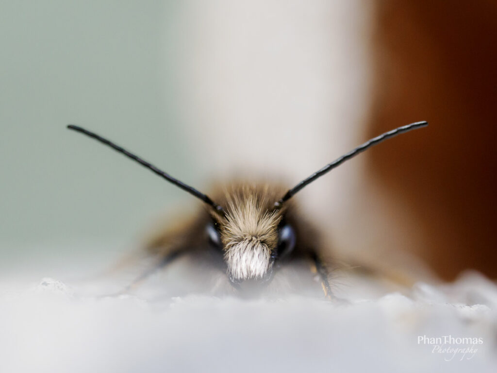 Noch eine schüchterne Biene