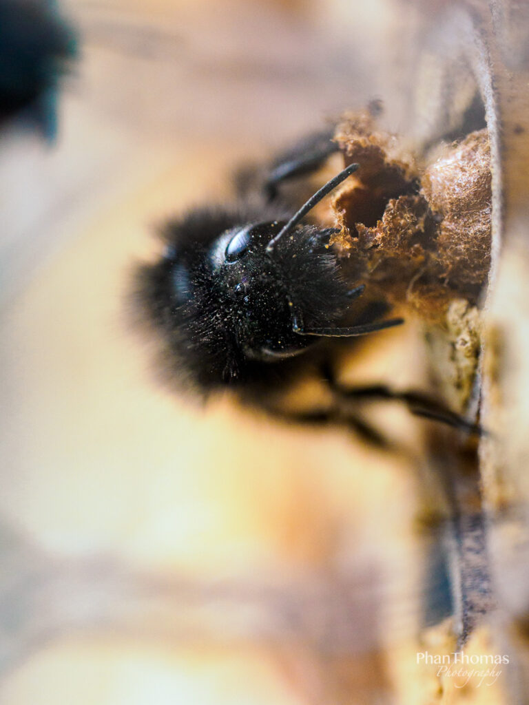 Biene beim Aufräumen