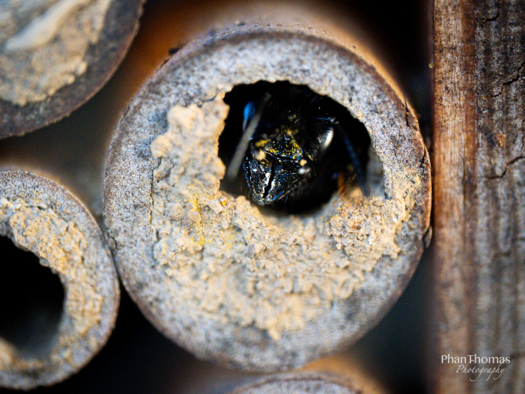 Biene mauert von innen