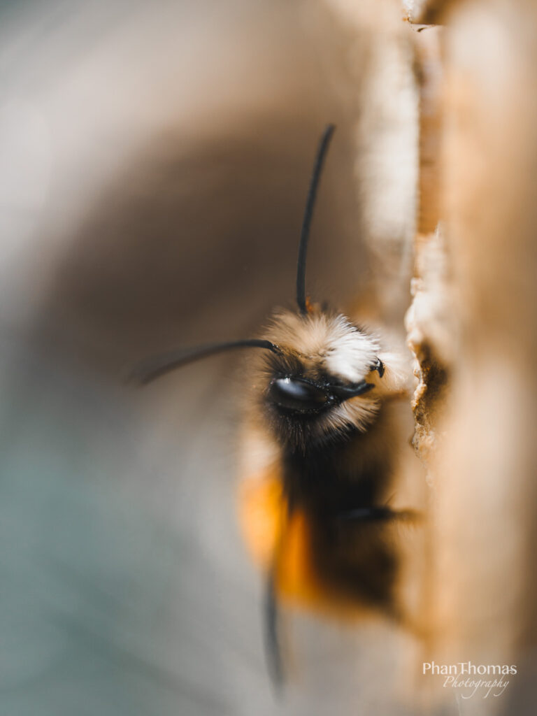 Bienen wecken Bienen