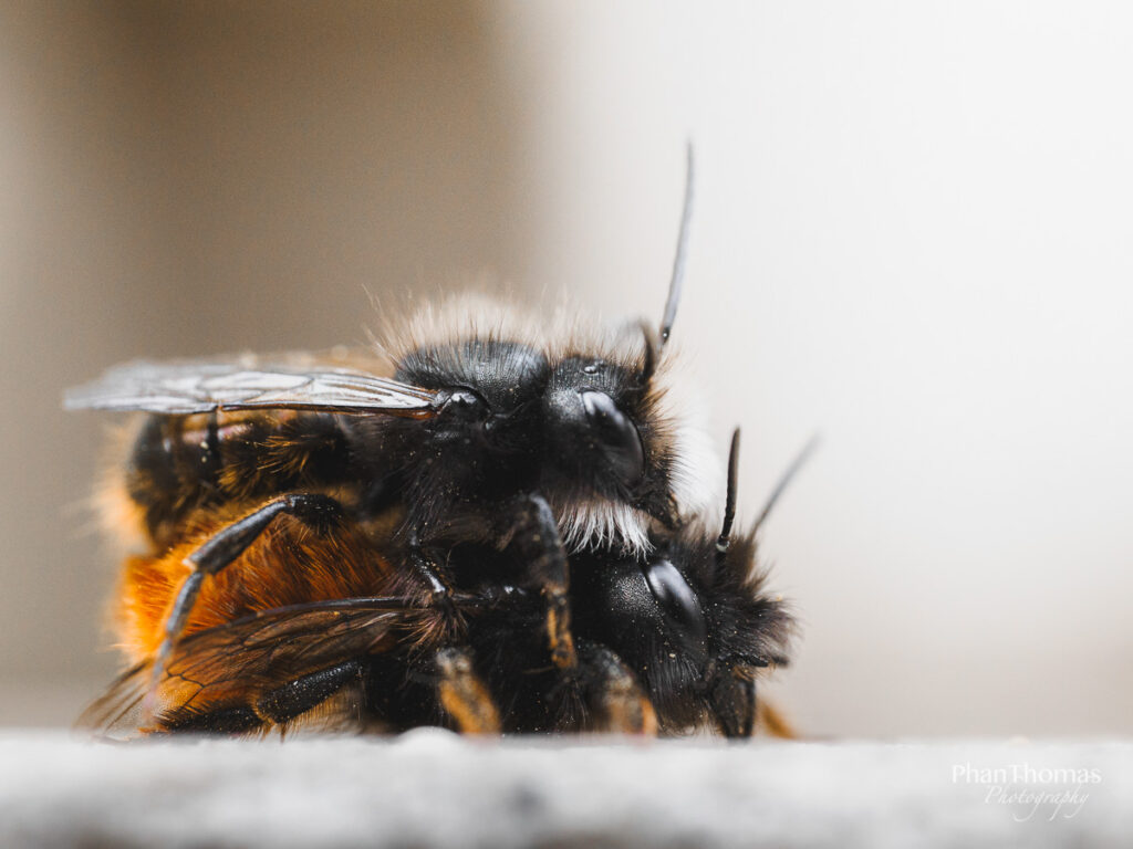Bienen bei der Fortpflanzung