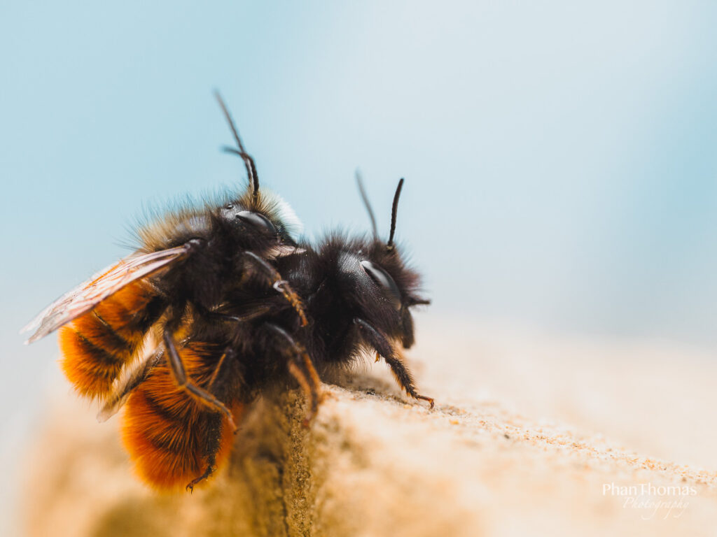 Bienen bei der Fortpflanzung 2