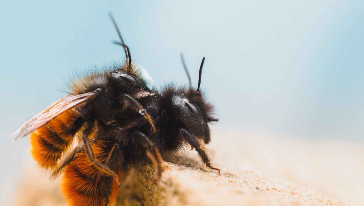Bienen bei der Fortpflanzung 2