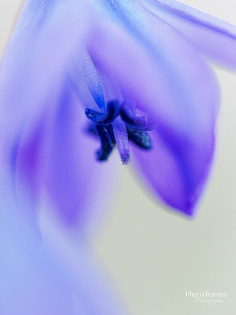 Verträumte Details in der Blüte
