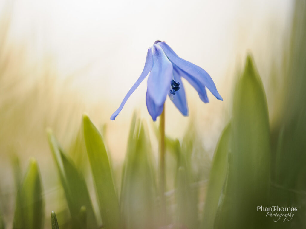 Blausterne wie schöne Fremdkörper