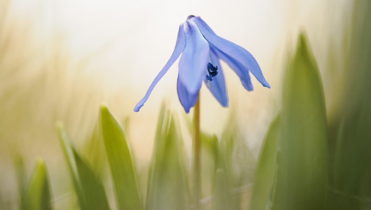 Blausterne wie schöne Fremdkörper